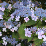 Hydrangea Macropylla Mariesii