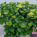 Hydrangea Macropylla Mariesii