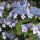 Hydrangea Macropylla Mariesii
