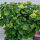 Tellerhortensie Mariesii 3 ltr. Topf