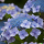 Plate Hydrangea Bluebird 3ltr.Pot