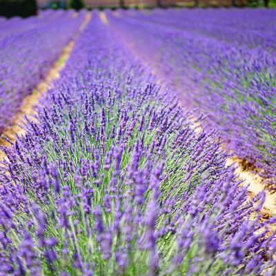 Lavandula angustifolia in verschiedenen Größen