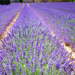 Lavandula angustifolia in verschiedenen Größen