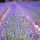 Lavendel Hidcote blau