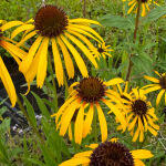 Echinacea paradoxa