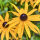 Echinacea paradoxa / seltsamer Scheinsonnenhut