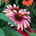 Echinacea purpurea Green Twister