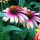 Echinacea purpurea Green Twister