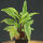 Echinacea purpurea Green Twister