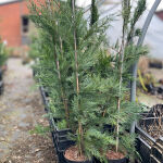 The Leyland cypress