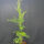 Bastardzypresse Leylandii 130-160cm