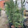 Bastardzypresse Leylandii 80-100cm