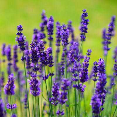 Lavendel Dwarf Blue