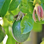 La Passiflora edulis