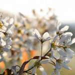 Amelanchier lamarckii