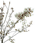 Amelanchier lamarckii