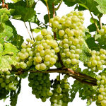 Vitis vin. Witte van der Laan / Weisse Weinrebe von der Laan