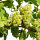 Vitis vin. Boskoop Glory / rote Weintraube Boskoop Glory