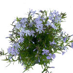 Phlox subulata Mac Daniels Cushion