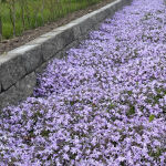 Teppichphlox Flammenblume lila