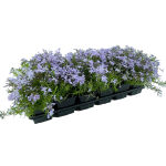 Phlox subulata Mac Daniels Cushion