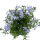 Moss Phlox or Creeping phlox