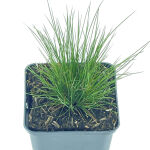 Festuca amethystina / Festuca amethyst