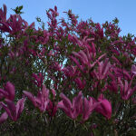 Magnolia Susan on a trunk