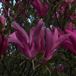 Magnolia Susan on a trunk