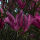 Magnolia Susan sur tige