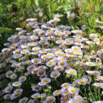 Erigeron glaucus Sea Breeze