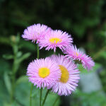 Erigeron glaucus Sea Breeze