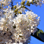 Syringa persica  Alba auf Stamm / Persischer Flieder weis...