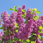 dwarf lilac Minuet on trunk