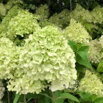 Truss Hydrangea Magical Candel on a stem