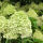 Hydrangea paniculata Magical Candel sur tige