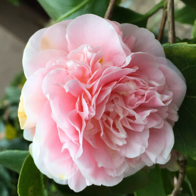 Camellia cusp. Spring Festival on stem/Camellia Spring Festival on stem