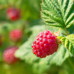 Rubus idaeus Meeker