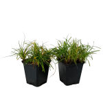 Sedge cushiony  The Beatles