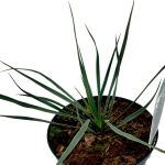 Palmlilie Yucca