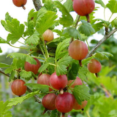 Goosberry