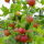Goosberry