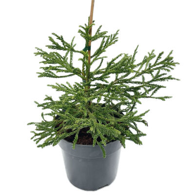 Japanese Sickle Fir Spiralis