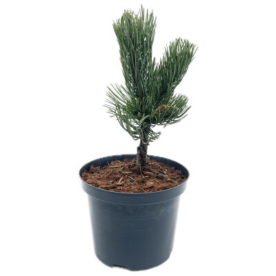 Black pine Oregon Green
