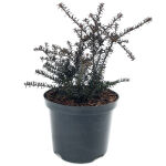 Podocarpus Chocolate Box