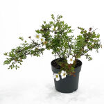 Potentilla f. Abbotswood cont. 1,3ltr.