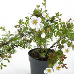 Potentilla f. Abbotswood cont. 1,3ltr.