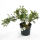 Potentilla f. Abbotswood cont. 1,3ltr.