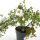 Potentilla f. Abbotswood cont. 1,3ltr.