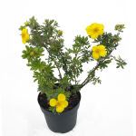 Potentilla f. Elizabeth cont. 1,3L